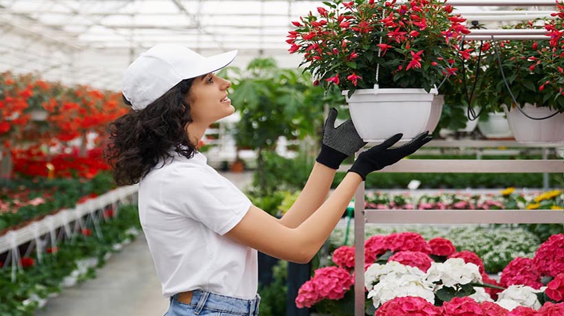Tận dụng cáp xoắn để truyền dữ liệu nhà kính với khoảng cách dài trong ngành công nghiệp hoa tại Hà Lan